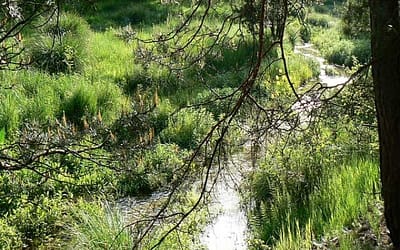Analiza zieleni miejskiej na os. Krakowska w Trzebini