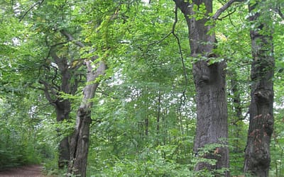 Działania w kierunku nowego pomnika przyrody w gminie