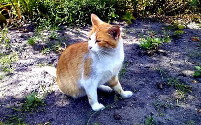 Gmina chce zapobiegać bezdomności zwierząt