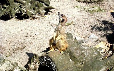 Z dumnie prezentującymi się zwierzętami w krakowskim ZOO