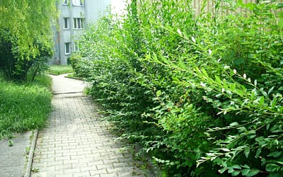 Rosną szanse na wyrównanie schodów na Osiedlu