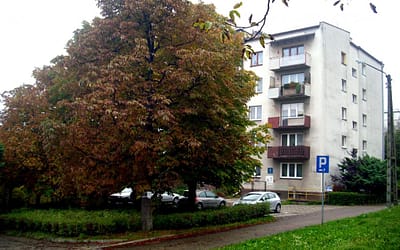 Kasztanowce na Osiedlu wymagają przycięcia