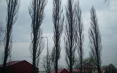 Topole muszą być przed wiosną przycięte