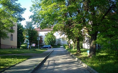 We wakacje przytną gałęzie wzdłuż całej Głogowej