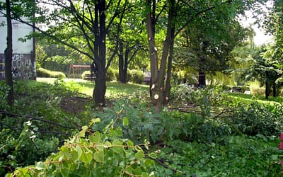 Po raz kolejny korekty drzew na Krakowskiej