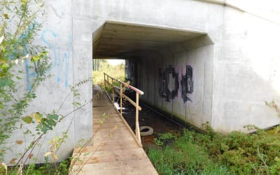 Dzięki determinacji możliwe jest przejście do Puszczy