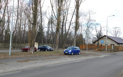 Wysokie topole trzeba poddać pielęgnacji