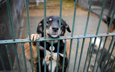 Gmina corocznie zapobiega bezdomności zwierząt