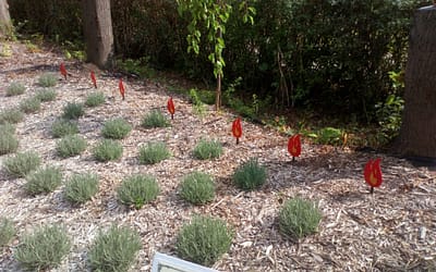 Park Biblijny w centrum ogródków działkowych