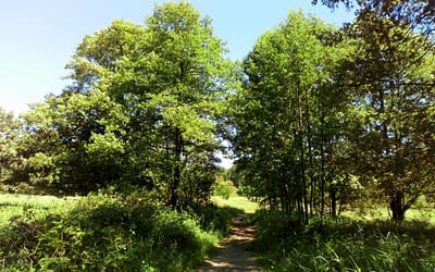 Ponad 75 tysięcy m sześciennych drewna do pozyskania