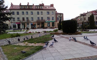 Urząd rusza z kampanią informacyjną o gołębiach