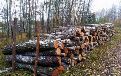 Wycinka, a następnie pokolenie lasu (galeria)
