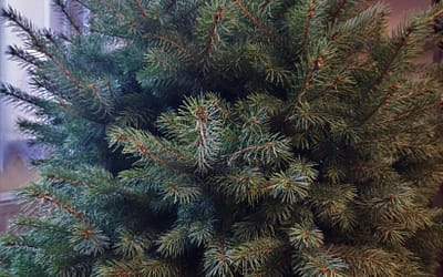 Co zrobić z choinką po Świętach? Zainspirujmy się…