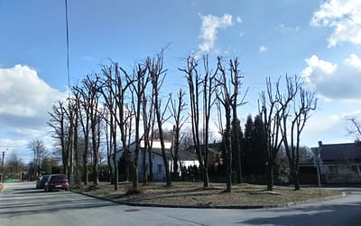 Przycięli drzewa przy skrzyżowaniu ulic