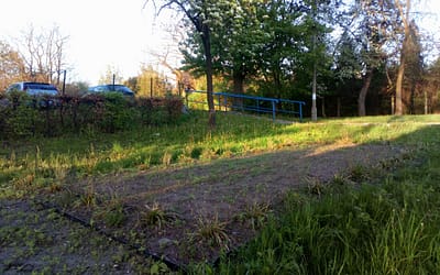 Łąki kwietne zakwitną również w Trzebini