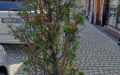 Po suchych krzewach w Rynku nie ma już śladu