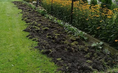 Dziki znów pojawiły się na osiedlu Piaski w Trzebini