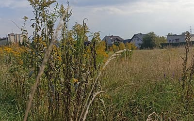 Ograniczyć populację dzików możemy zacząć w ogrodzie