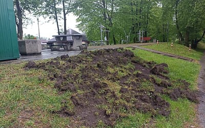 Dziki na osiedlu, nadleśnictwo odpowiada odnośnie odstrzału