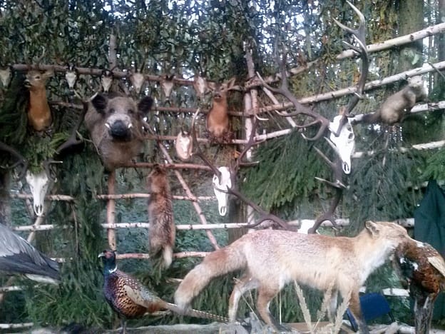 Ziemniaczysko pod Lipowcem 13